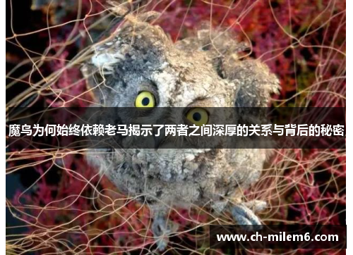 魔鸟为何始终依赖老马揭示了两者之间深厚的关系与背后的秘密